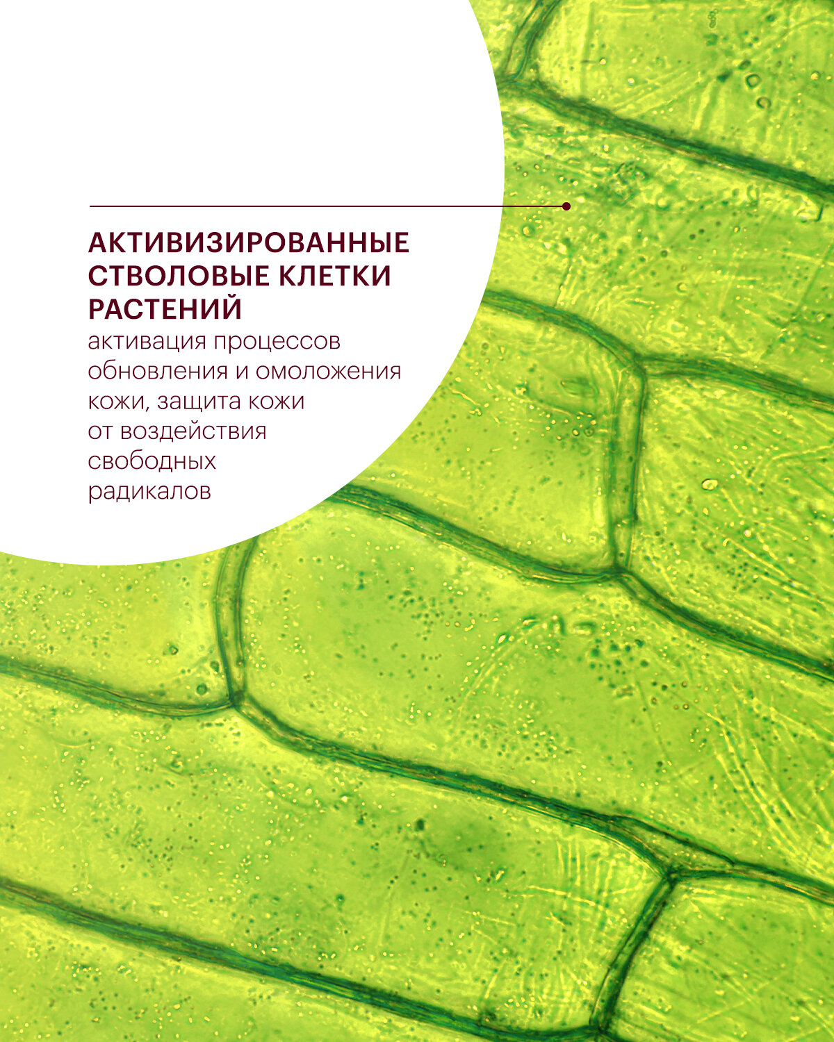 Тоник Librederm (Либридерм) отшелушивающий Стволовые клетки винограда anti-age 200 мл Р.Косметик /Дина+ - фото №4