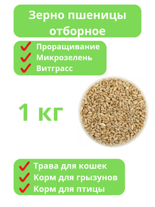 Зерно пшеницы для проращивания, для микрозелени, для витграсса, для птицы, для грызунов