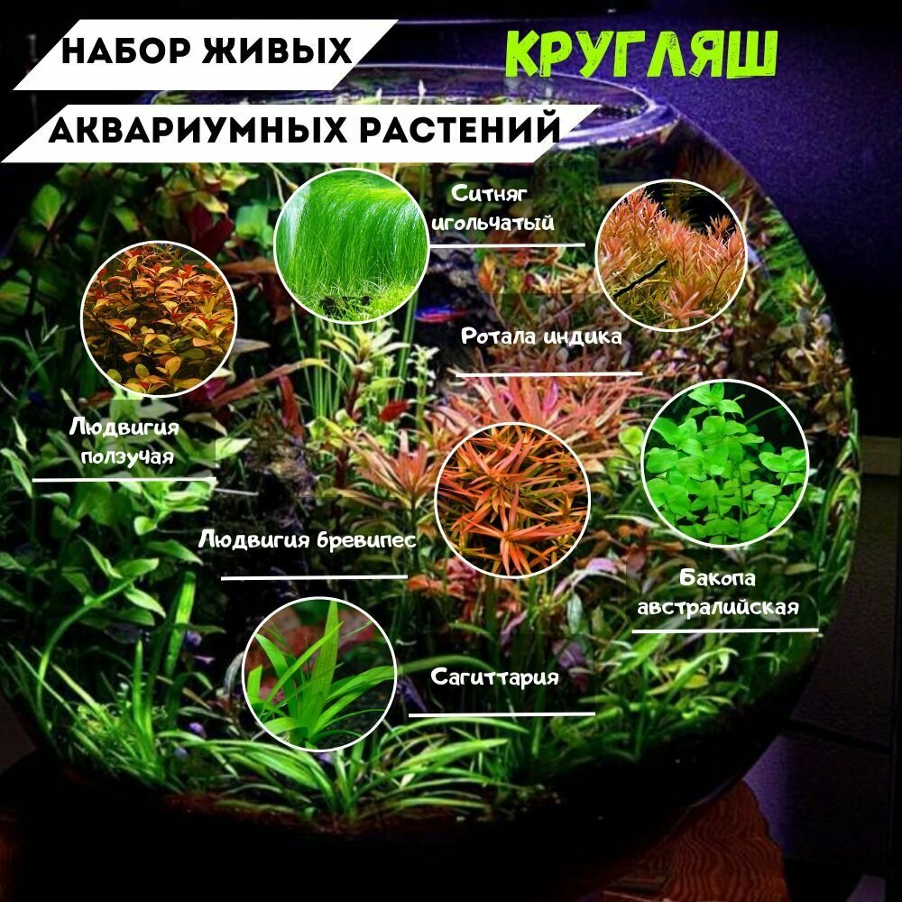 Набор Аквариумных растений "Кругляш". Аквариумное растение живое. - фотография № 1