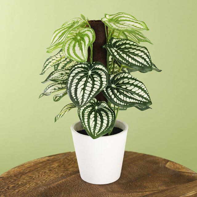 фото Koopman Искусственное растение в горшке Watermelon 25 см 318001040