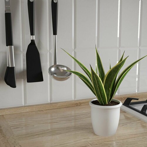 Растение искусственное Драцена в горшке высота 28 см 846₽