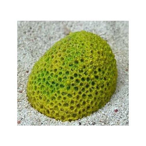 Grotaqua Цветной коралл желтый Мозговик малый, 5,5*4,5*3,5 см
