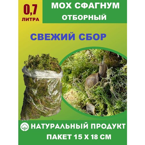 Живой мох сфагнум отборный 0,7 литра для орхидей, улиток, рептилий