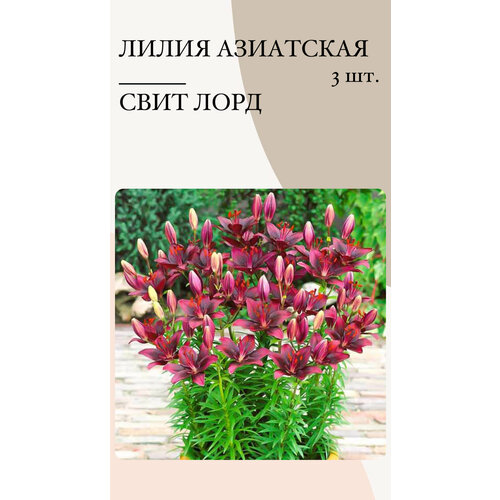 Лилия Свит Лорд, луковицы многолетних цветов