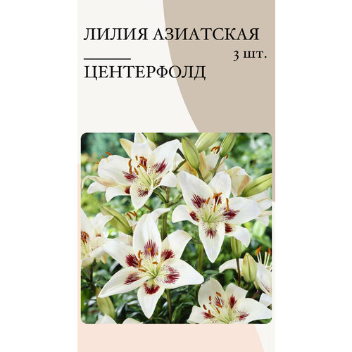 Лилия Центерфолд, луковицы многолетних цветов лилия центерфолд горшок