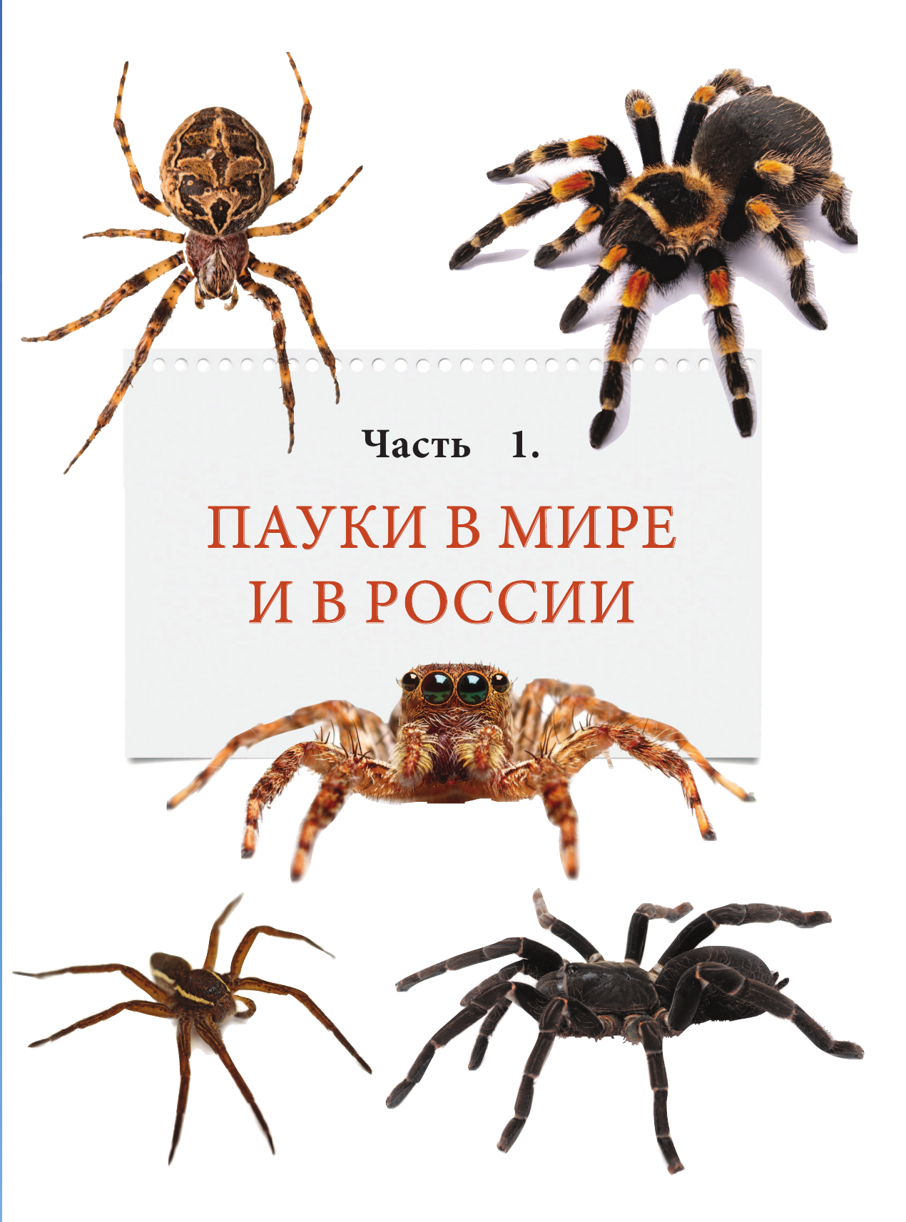 Пауки Познавательная иллюстрированная энциклопедия для всей семьи - фото №10