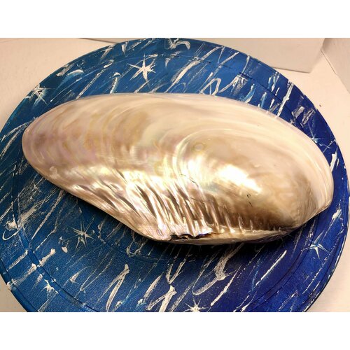 Натуральная морская раковина Жемчужная Макабебе, подарок, для террариума