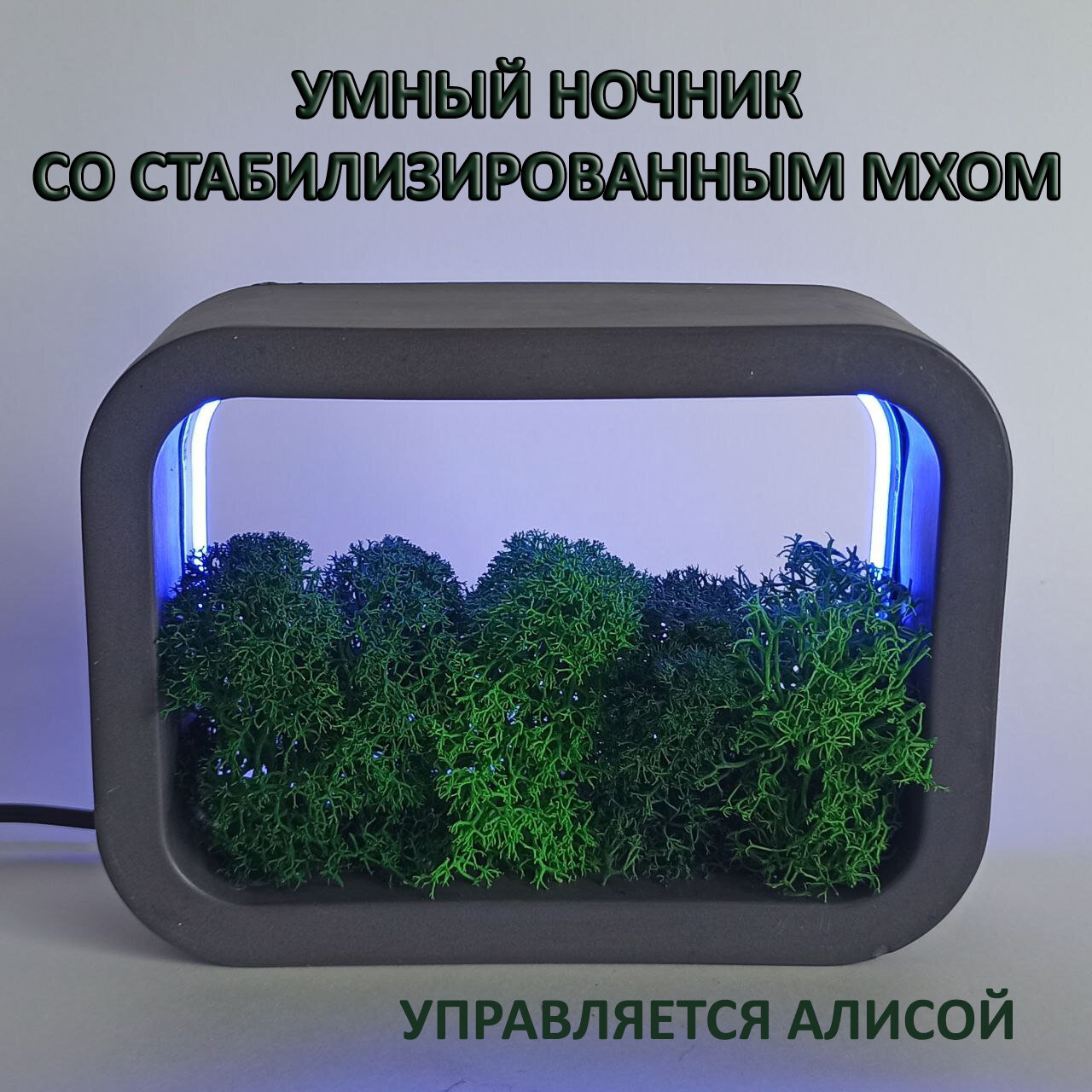 Умный ночник со стабилизированным мхом. Ночник Алиса. Графит. RGB - фотография № 1