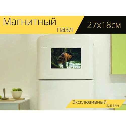 Магнитный пазл Рыбы, аквариум, джунгли на холодильник 27 x 18 см. магнитный пазл аквариум рыбы вода на холодильник 27 x 18 см