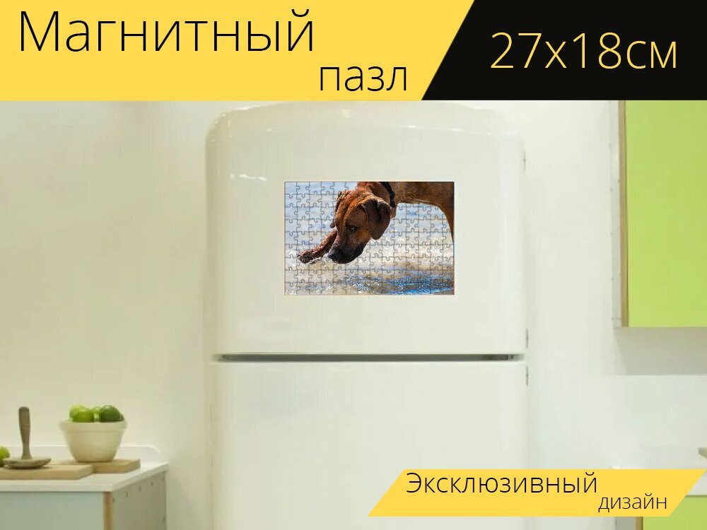 Магнитный пазл "Родезийский риджбек, собака, вода" на холодильник 27 x 18 см.