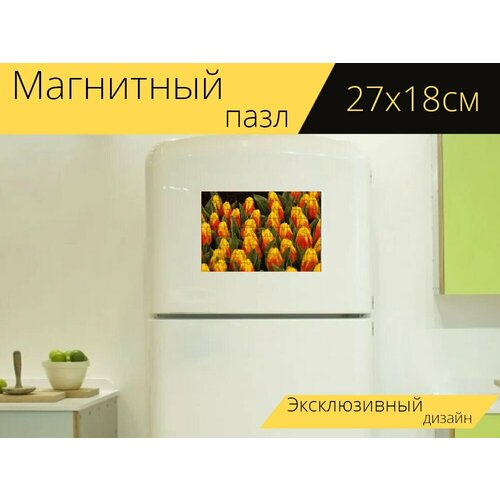 Магнитный пазл Тюльпаны, тюльпан, цветы на холодильник 27 x 18 см. магнитный пазл тюльпан тюльпаны луковицы цветов на холодильник 27 x 18 см