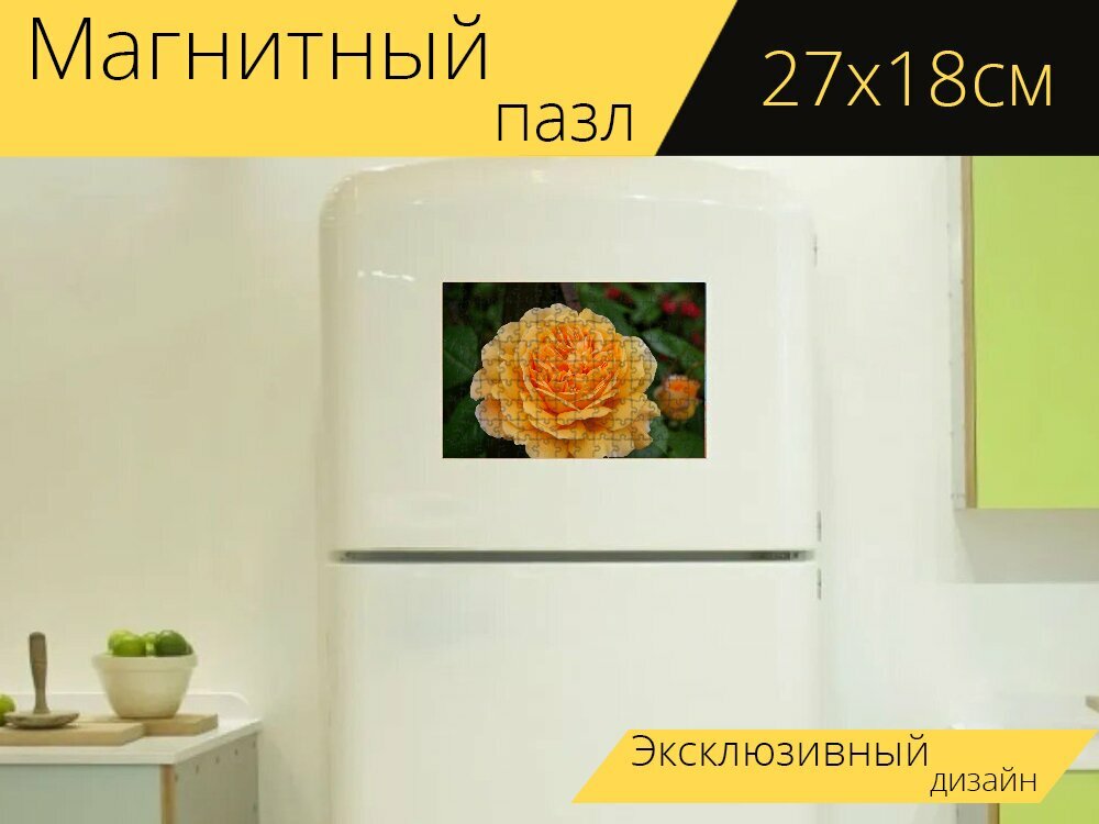 Магнитный пазл "Роза, английская роза, сорт розы" на холодильник 27 x 18 см.