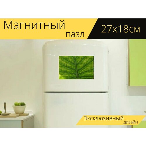 Магнитный пазл Лист, листва, alocasia на холодильник 27 x 18 см.