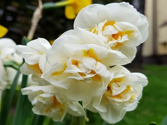 Нарцисс Чирфулнесс 8 шт