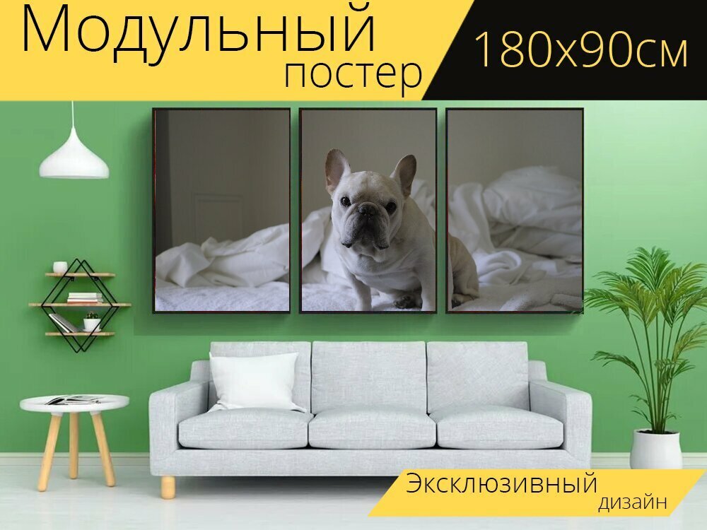 Модульный постер "Собака, мило, французский бульдог" 180 x 90 см. для интерьера