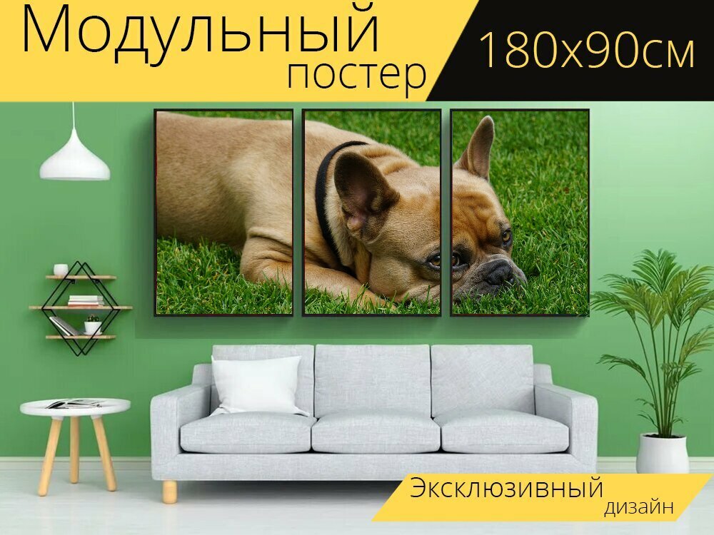 Модульный постер "Французский бульдог, собака, животное" 180 x 90 см. для интерьера