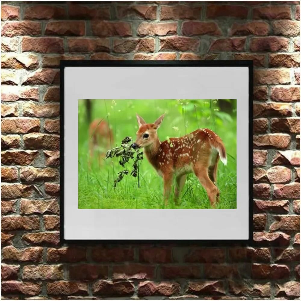 Постер "Малыш косули" Cool Eshe из коллекции "Природа", плакат А3