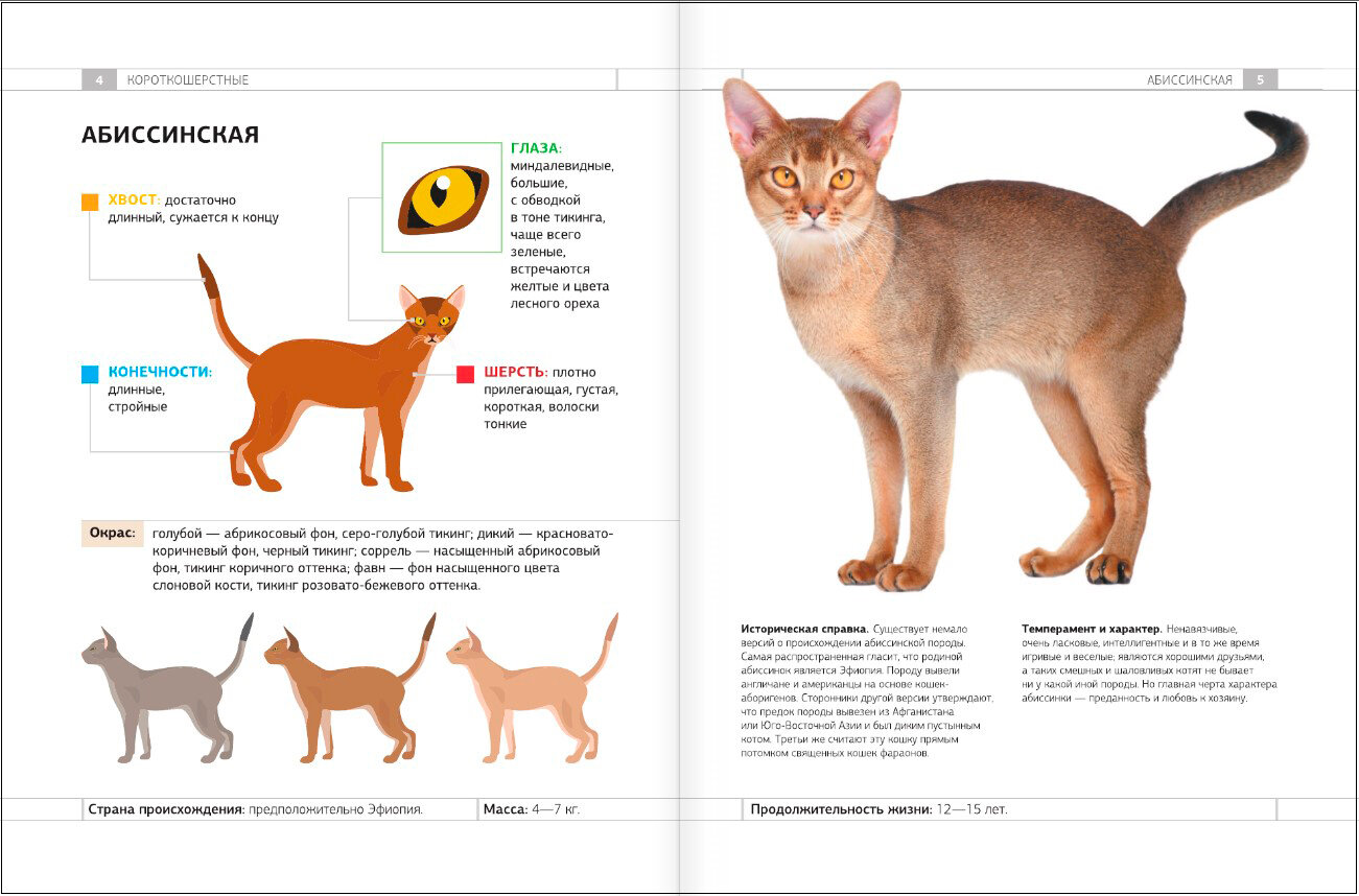 Определитель кошек. Физические характеристики и особенности породы - фото №3