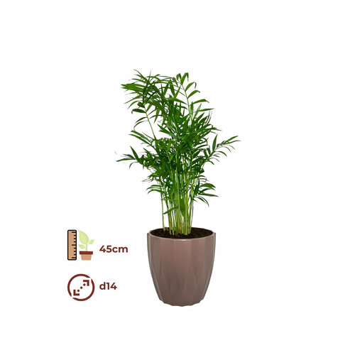 Хамедорея 14/45, цвет кашпо мокко