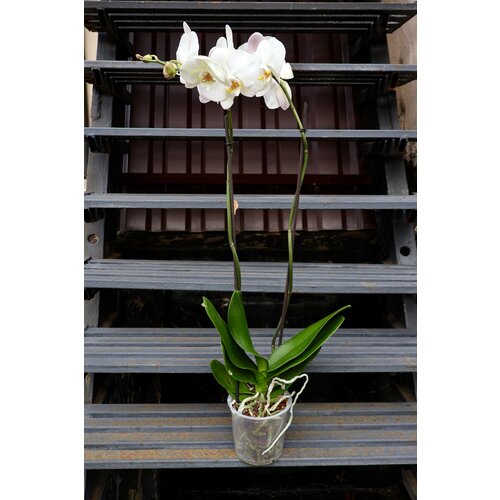 Орхидея Фаленопсис Белоснежный Гигант (D-15 H-100)