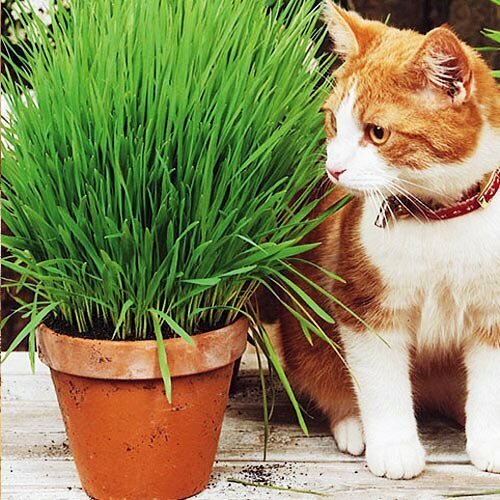 Трава для кошек Скакун (семена). Гавриш.
