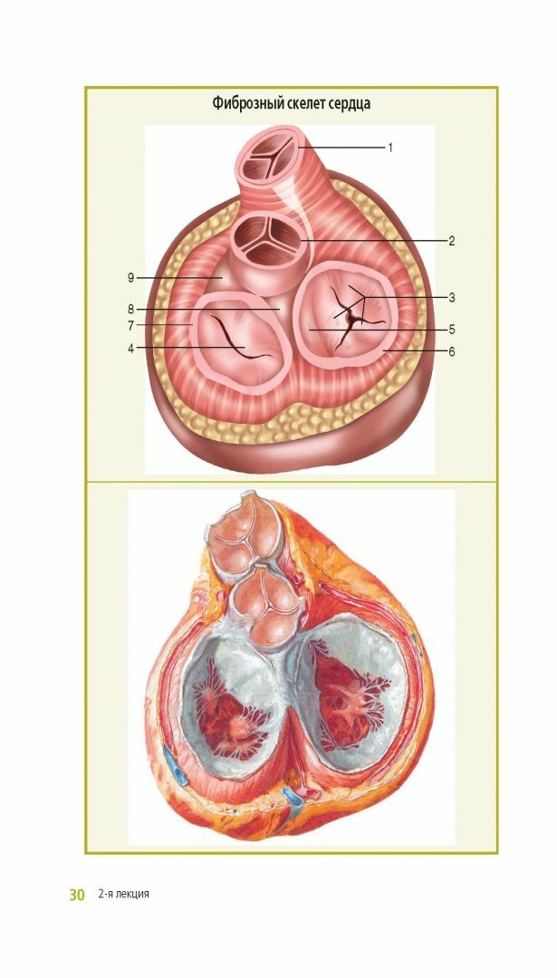 Клиническая анатомия сердца. Иллюстрированный авторский цикл лекций - фото №3