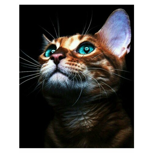 Картина по номерам Котёнок в темноте 40х50 см