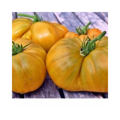 Коллекционные семена томата Гном Улуру Охра