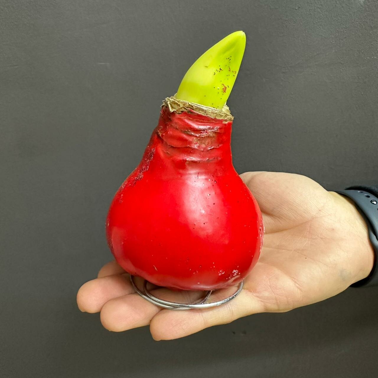 Луковица амариллиса с металлической подставкой в воске красная