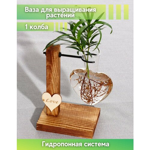 Стеклянная ваза для растений с гидропоникой 