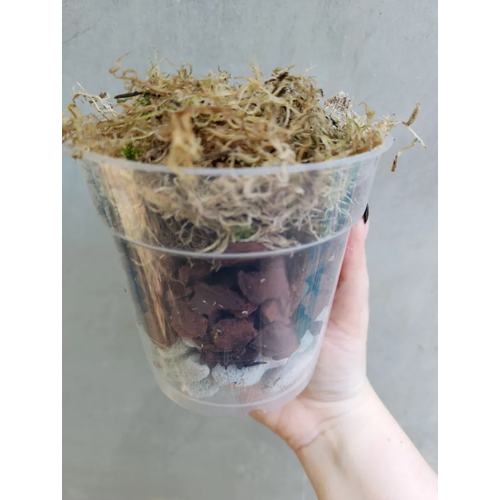 Набор для подростков орхидей d12