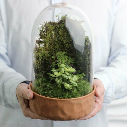 Флорариум/экосистема клош