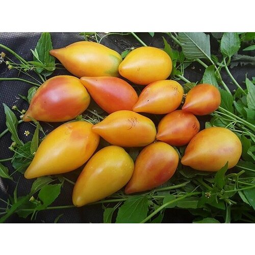 Коллекционные семена томата Гордость Марины коллекционные семена томата гордость сибири