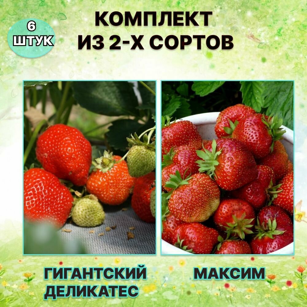 Набор саженцев клубники Максим/Гигантский Деликатес (6 штук)