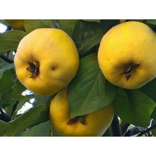 Айва обыкновенная семена