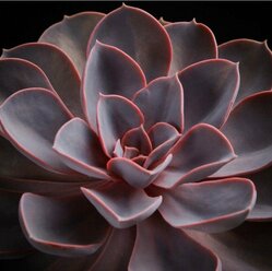 Эхеверия Ред Скай D8см (Echeveria Red Sky)