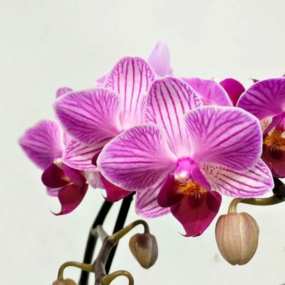Орхидея Фаленопсис Пурпурная Пестрая (Phalaenopsis Multiflora) D6см