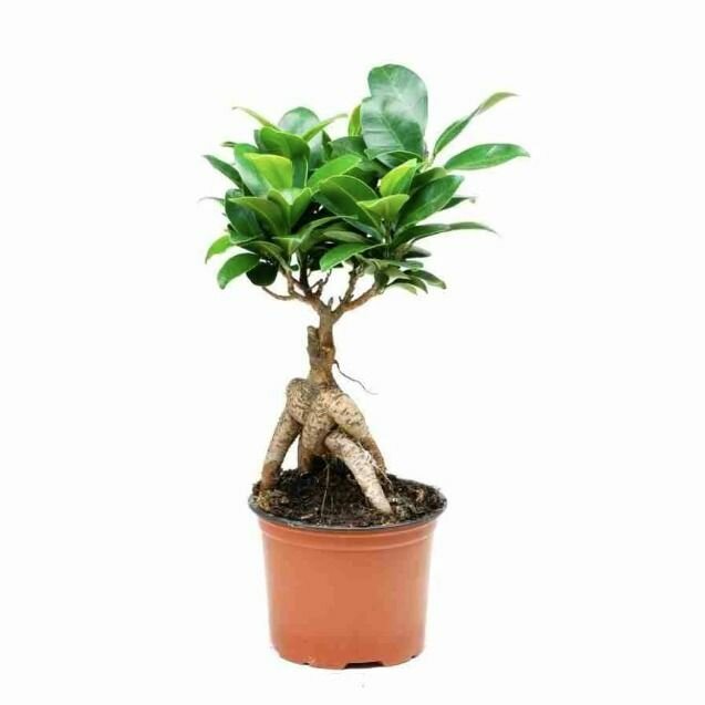 Бонсай Фикус микрокарпа (Ficus microcarpa) в горшке D9см