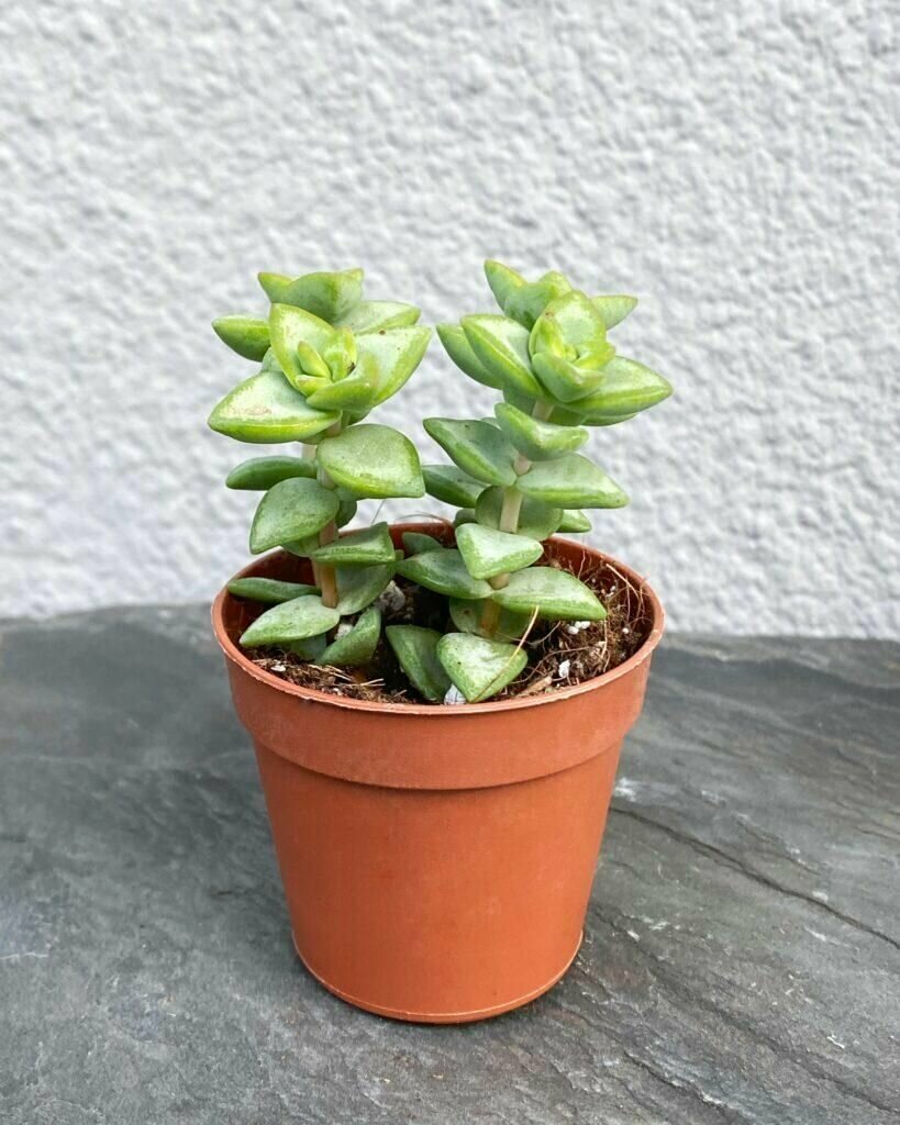 Крассула Рупестрис Грин (Crassula Rupestris Green) D6см