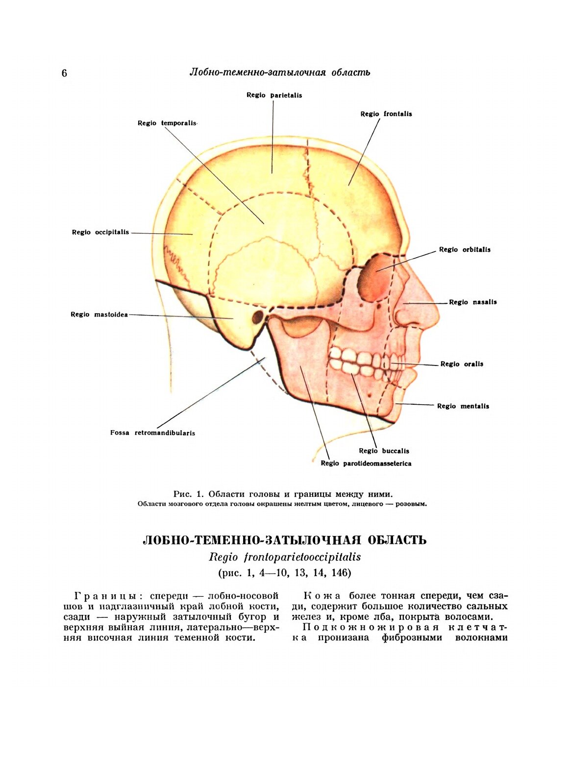 Атлас топографической анатомии человека - фото №5