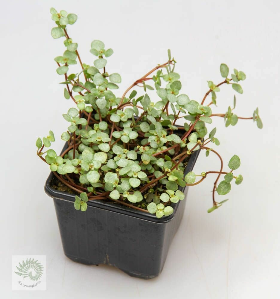 Pilea Glauca S (Пилея Глаука)