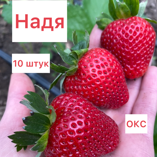 Клубника ранняя надя