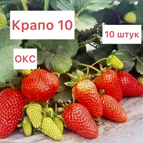 Клубника ремонтантная крапо 10 10 штук окс