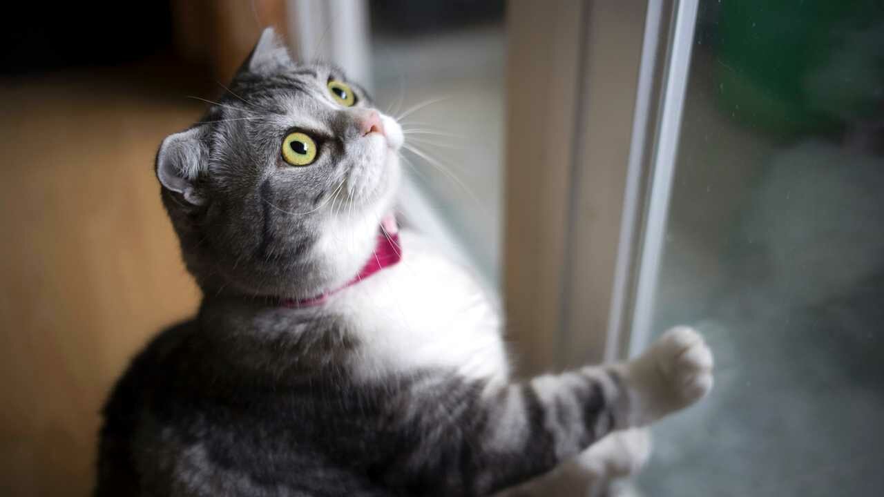 фото Картина на холсте 60x110 LinxOne "Кошка вгляд окно серая" интерьерная для дома / на стену / на кухню / с подрамником