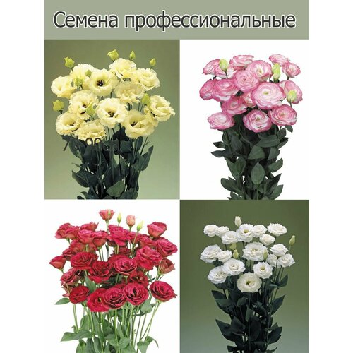 Набор Эустома крупноцветковая Крома 4 сорта