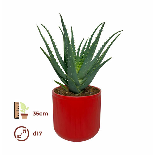Алоэ 17/35, цвет кашпо красный