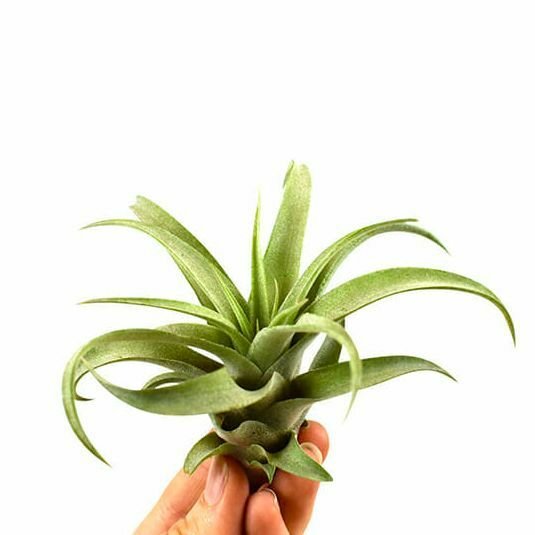 Тилландсия Капитата Пинч (Tillandsia Capitata Peach)