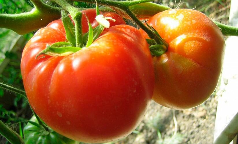 Коллекционные семена томата Чудо Алтая