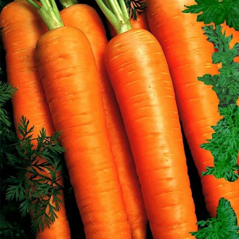 Коллекционные семена моркови Форто