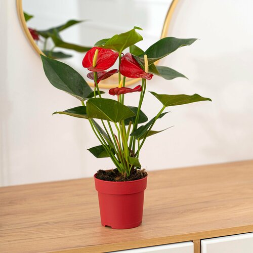 Антуриум - комнатное растение для дома и офиса